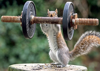 squirrel-lifting-weights.png